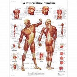 Planche anatomique - Musculature humaine