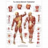 Planche anatomique - Musculature humaine