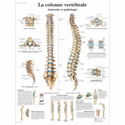 Planche anatomique - Colonne vertébrale