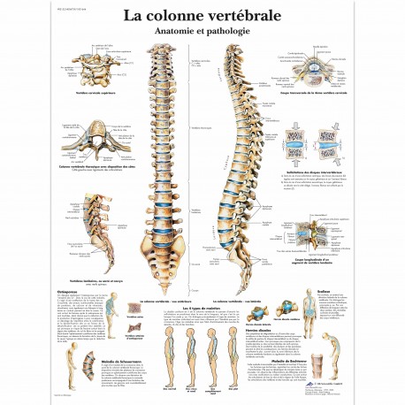 Planche anatomique - Colonne vertébrale