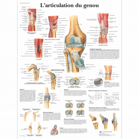 Planche anatomique - Genou