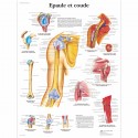 Planche anatomique - Epaule et Coude