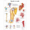 Planche anatomique - Epaule et Coude