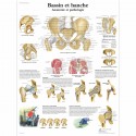 Planche anatomique - Bassin et hanche